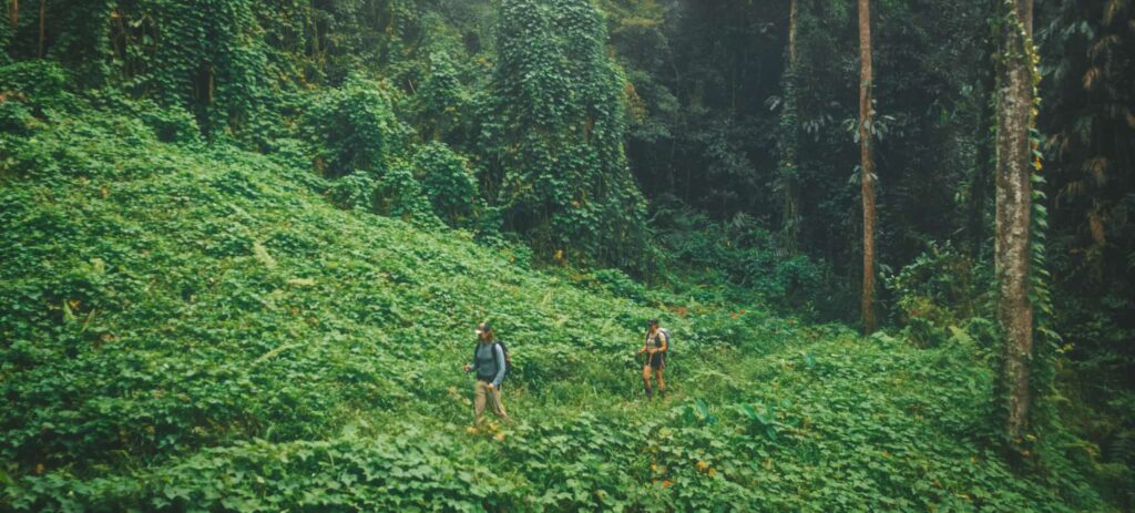 Jungle terraine on the Kokoda Track