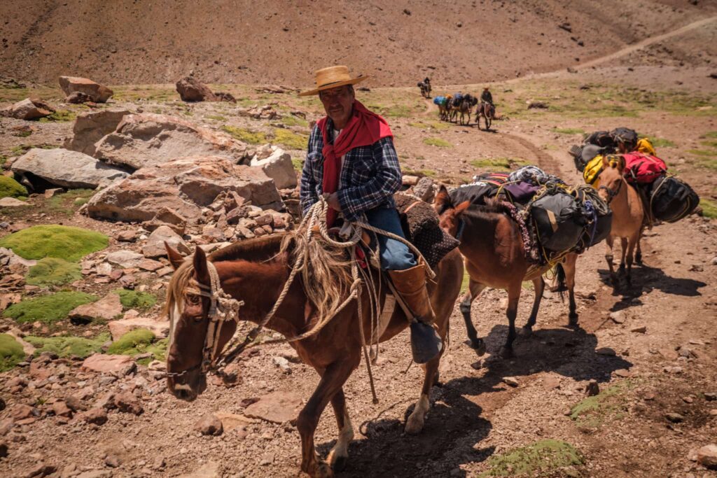 Chilean man riding mule