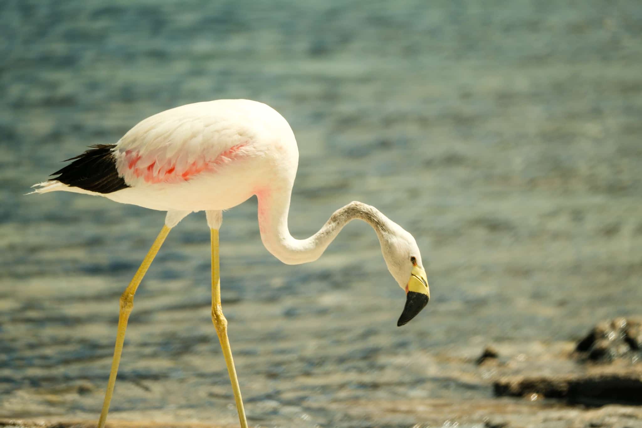 Flamingo in Chile