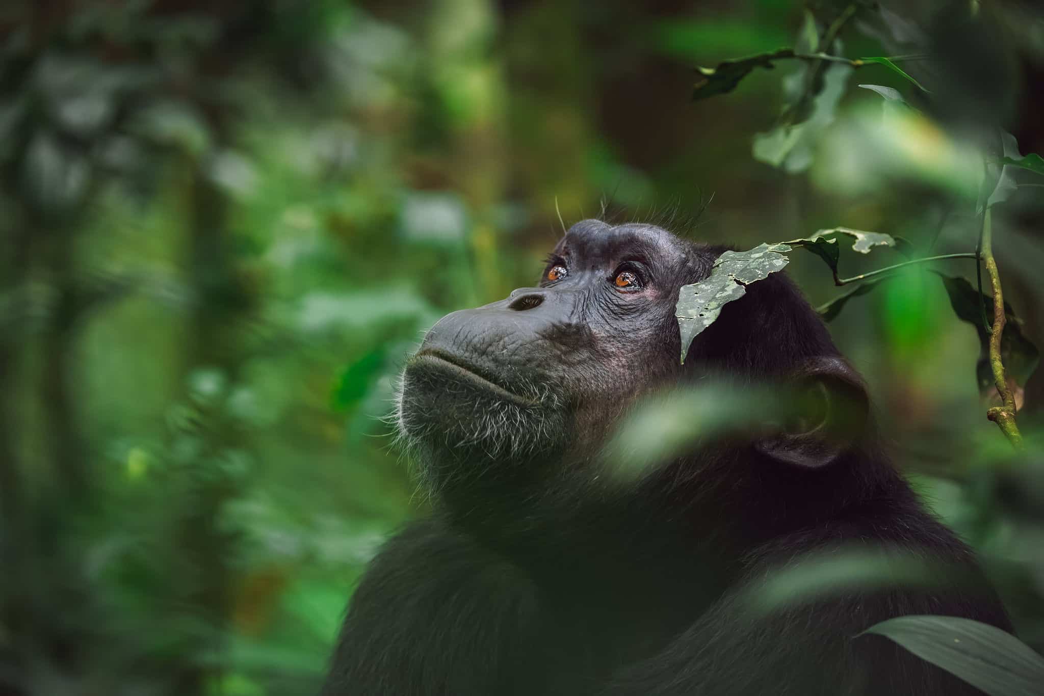Chimpanzee in Uganda