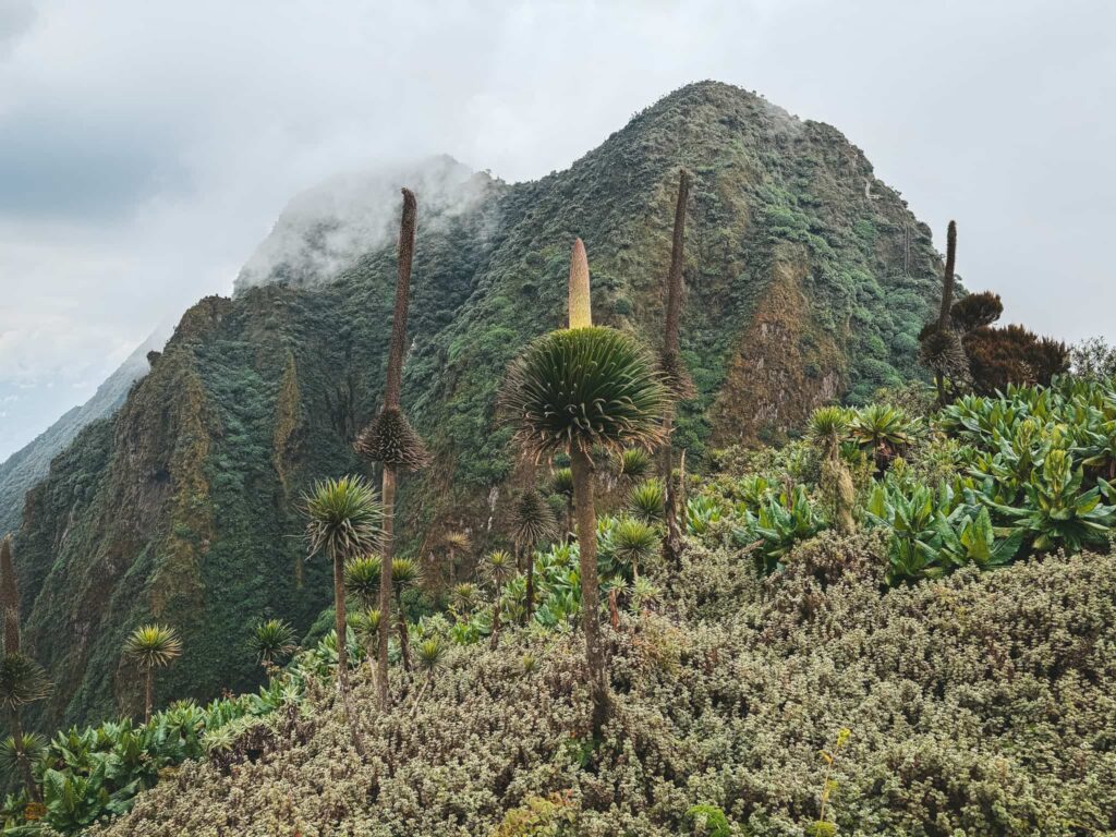 Uganda Mountains