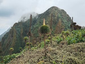Uganda Mountains