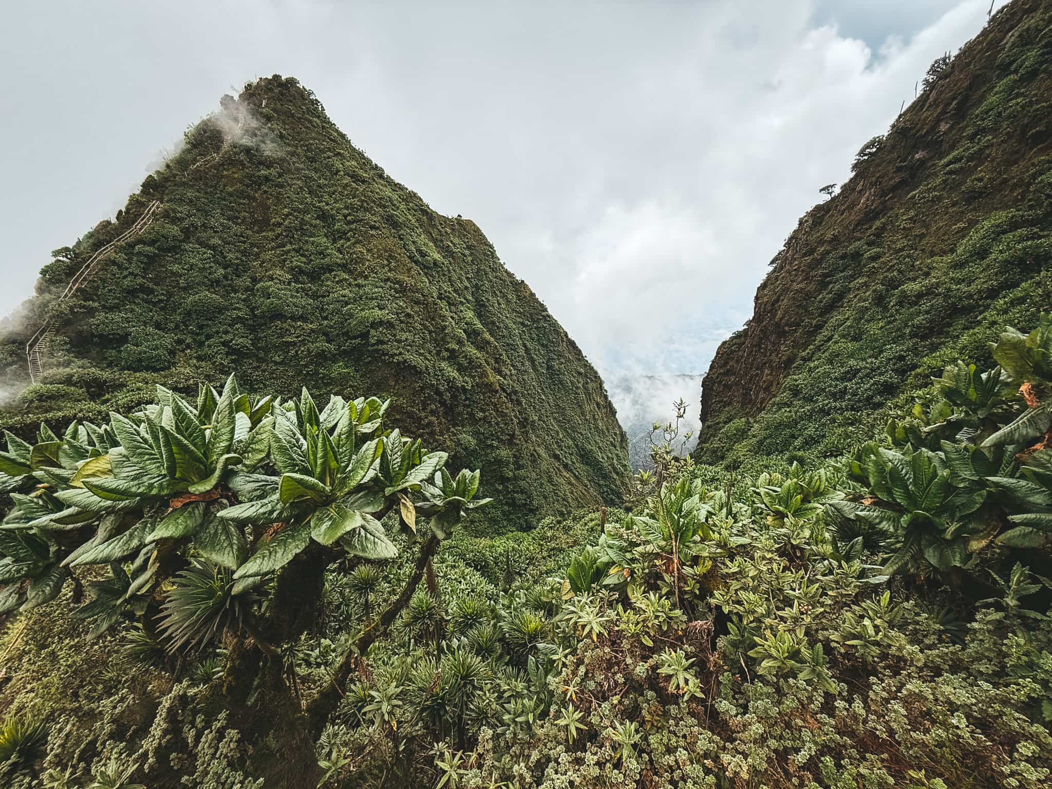Trekking in the Rwenzori Mountains