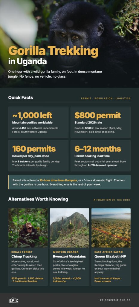 Infographic about Gorilla trekking in Uganda
