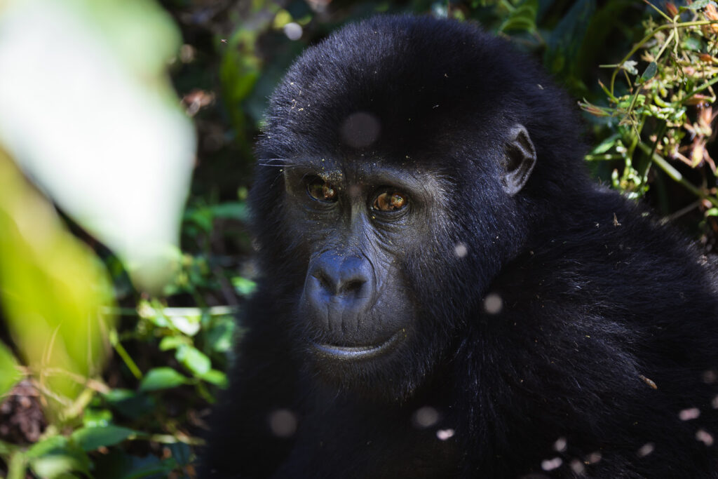 Gorilla in Uganda