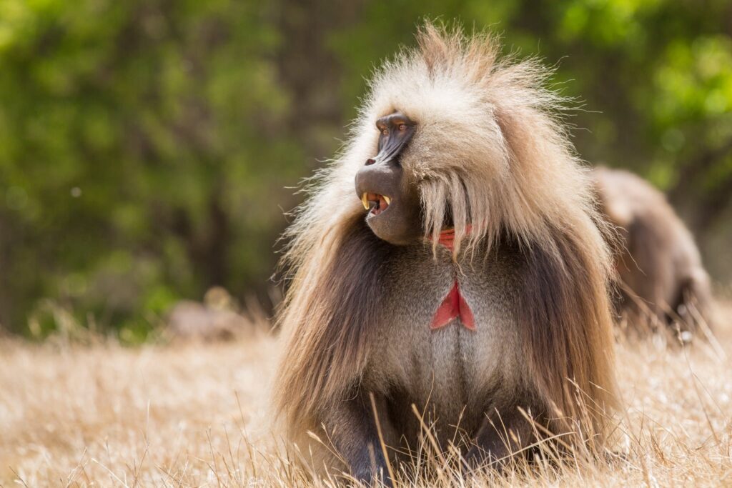  Male gelada monkey sitting in dry grassland in the Simien Mountains, Ethiopia